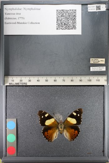 Media type: image;   Entomology 138103